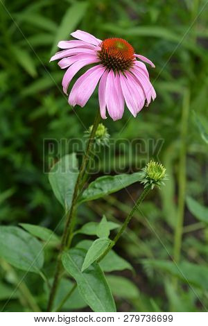 Pink Coneflower Rubinstern - Latin Name - Echinacea Purpurea Rubinstern