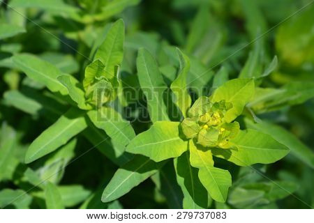 Cushion Spurge Yellow Flowers - Latin Name - Euphorbia Epithymoides (euphorbia Polychroma)