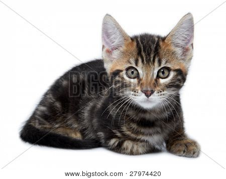 Kotě daného plemene Metis (Bengálsko + Maine Coon). Věk - 2 měsíce.