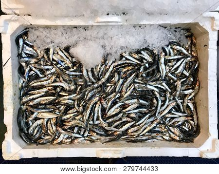 Hamsi / Anchovy For Sale With Ice In Styrofoam Box At Market Bazaar In Istanbul