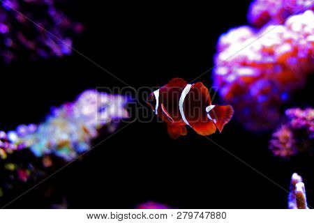 Golden Flake Maroon Clownfish - Premnas Biaculeatus (juvenile)