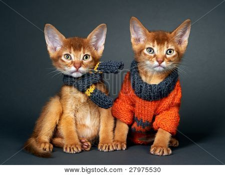 Kitten Abessinier. Alter - 1 Monat