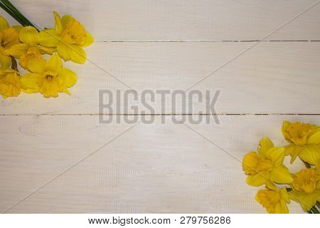 Yellow Daffodils. Daffodils On White Background. Garden Flowers. Yellow Daffodil Flowers On White Ba