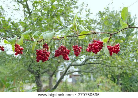 Branches Of Red Schisandrahanging In Row. Clusters Of Ripe Schizandra. Crop Of Useful Plant. Red Sch