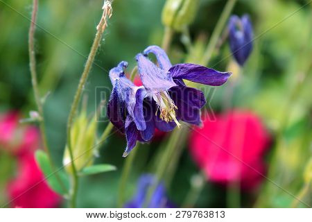 Catchment flowers in the grass. Blue and purple bells flowers macro. Bright blue flowers on blurred background. Field flowers. Garden flowers and plant