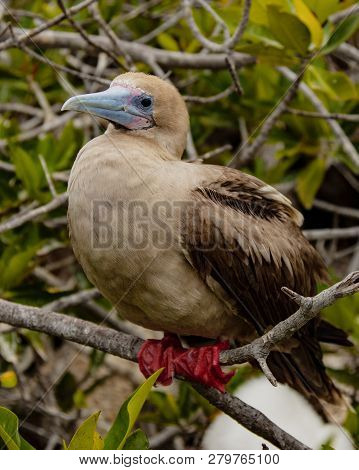 Rdd Footed Booby On Perch, On Isla San Cristobal, Galapagos Islands, Ecuador