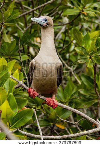Rdd Footed Booby On Perch, On Isla San Cristobal, Galapagos Islands, Ecuador