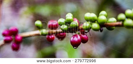 Coffee Beans Ready To Harvest On Branch