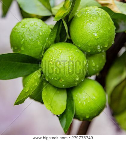 Ripe Wet Limes On The Tree, Ready To Harvest