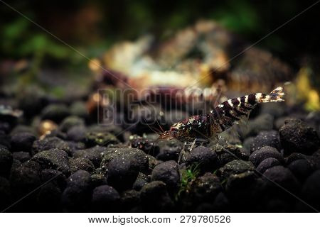 Ti Bee Shrimp Pets Aquarium Water Nature Pets Tiger
