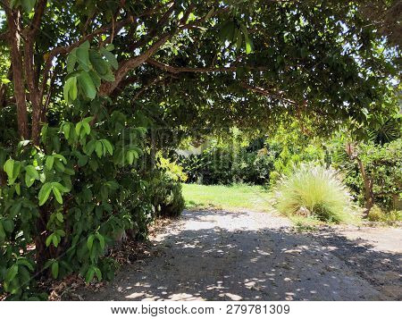 Green Plants On The Road In Rishon Le Zion.