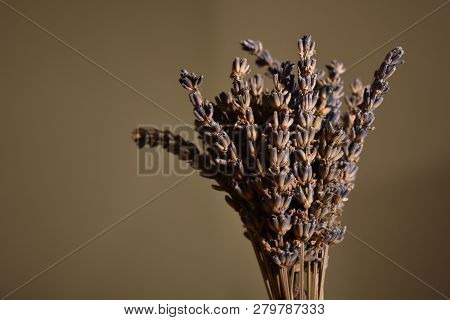 Decorative Dry Purple Lavander Plant In Focus