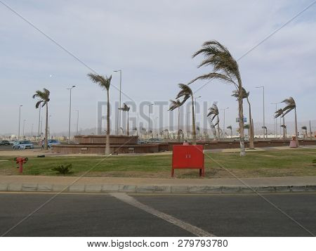 Empty Deserted Landscape With Tall Palm Trees Bending In The Wind And Vivid Red Firebox On Roadside
