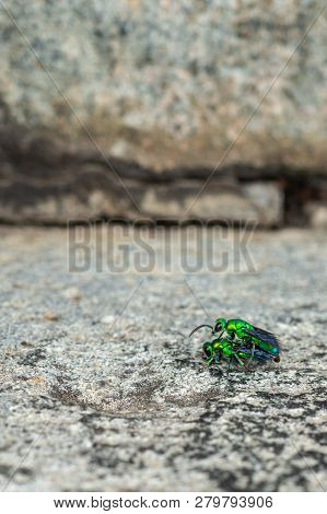 Belur, Karnataka, India - November 2, 2013: Chennakeshava Temple Building. Closeup Of Two Jewel Beet