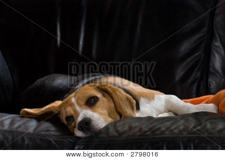 Beagle preguiçoso