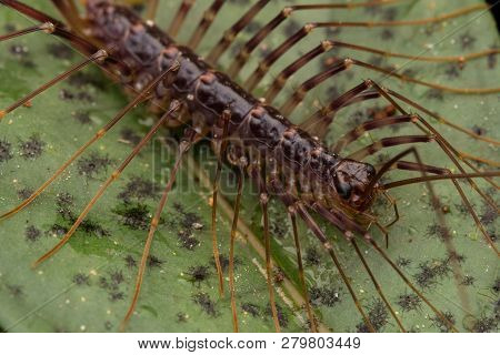 Close-up Of House Centipede In Sabah, Borneo