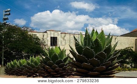 View To Oaxaca Cathedral Square With Agave Plantin Mexico