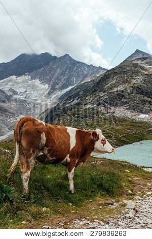 Cow Grazing In The Mountains In Austrian Alps