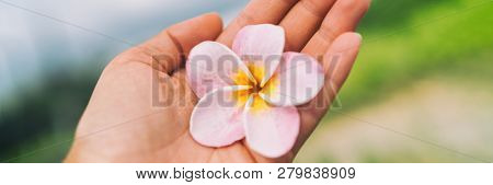 Tropical Hawaii monoi flower frangipani flowers fresh on hand banner panorama. For spa wellness concept.