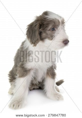 Puppy Bearded Collie In Front Of White Background