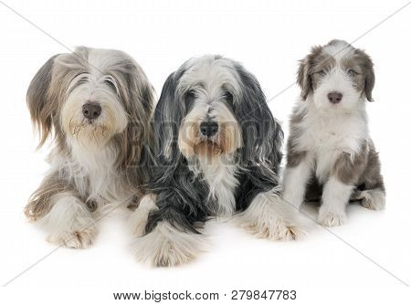 Family Bearded Collie In Front Of White Background