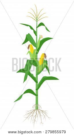 Maize Plant Isolated On White Background With Yellow Corncobs, Green Leaves And Roots Vector Illustr