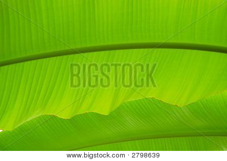 Palm Tree blade