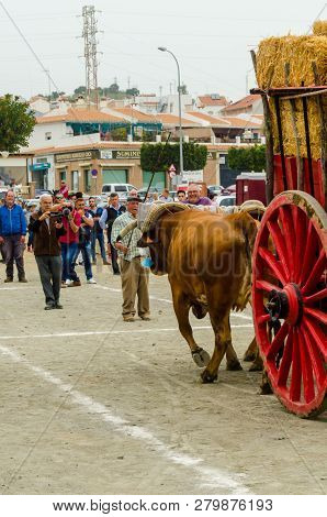 Almayate, Spain - April 21, 2018 Traditional Andalusian Contest Based On The Presentation Of The Abi
