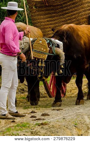 Almayate, Spain - April 21, 2018 Traditional Andalusian Contest Based On The Presentation Of The Abi