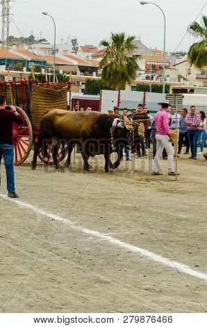 Almayate, Spain - April 21, 2018 Traditional Andalusian Contest Based On The Presentation Of The Abi