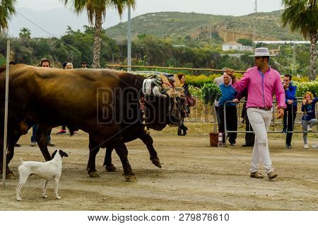 Almayate, Spain - April 21, 2018 Traditional Andalusian Contest Based On The Presentation Of The Abi