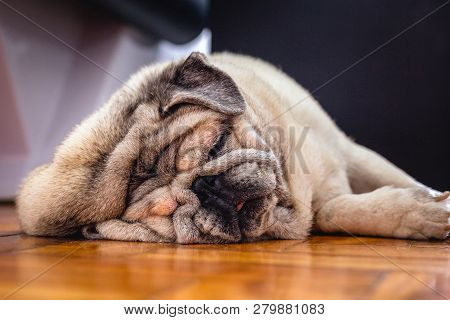 Close Up Face Headshot Of Pug Dog. Fat Dog With Many Wrinkles On His Face. Dog With Funny Face.