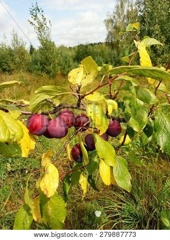 Permaculture. Harvest Of Plums On A Branch Of A Young Tree