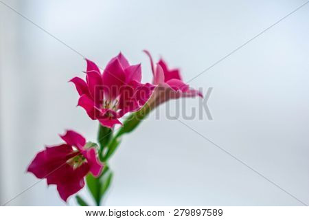 Beautiful Red Flowers A White Background Nature