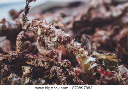 Beautiful Dry Old Green Plant Background Grunge