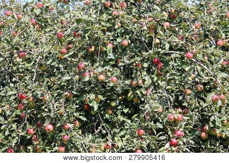 Fruit-bearing Branches Of Apple-tree With Red Apples And Green Leaves