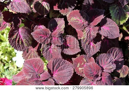 Coleus Blumei Or Painted Nettle. Cultivar With Dark Purple Leaves
