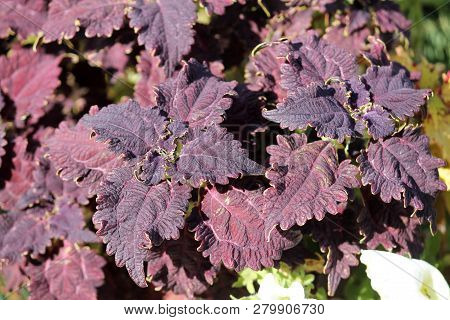 Coleus Blumei Or Painted Nettle. Cultivar With Dark Purple Leaves