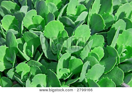 Folhas verdes