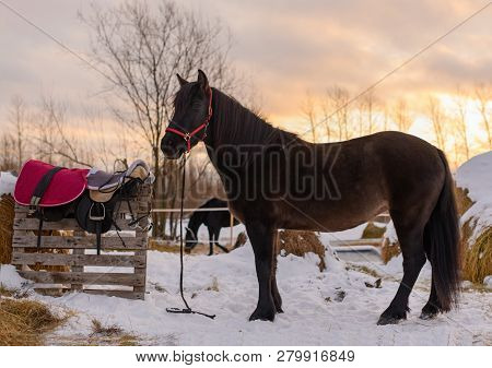 The Horse And Bridle, Saddle, Saddlecloth And Girth Are On A Stable In Winter. The Black Mare With A