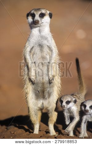 Suricate (suricata Suricatta), Africa, Namibia, Hardap, Kalahari