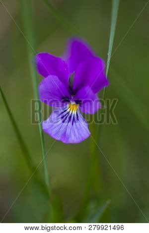 Close Up Shot Of Heartsease (viola Tricolor), A Beautiful European Wild Spring Flower