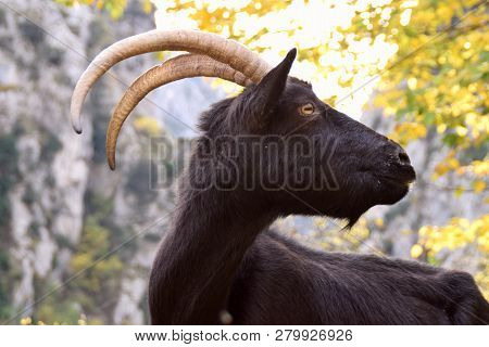 Image Of Black Goat With Curved Horns
