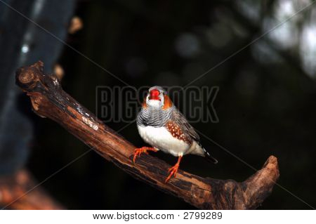 Finch