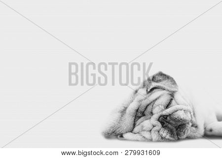 Close-up Of A Pug Dog's Face. Fat Dog With Many Wrinkles On His Face. Dog With Funny Face. Backgroun
