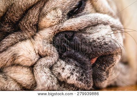 Close-up Of A Pug Dog's Face. Fat Dog With Many Wrinkles On His Face. Dog With Funny Face. Backgroun