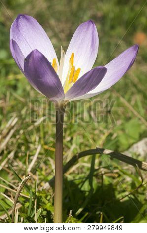 White Crocuses In Spring Garden Close Up