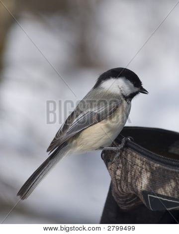 Poecile atricapillus (Parus Atricapillus)
