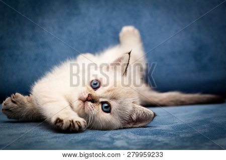 Cute British Kitten Bri N 33 Seal Point Color With Blue Eyes Funny Lay Down On The Couch And Looks U