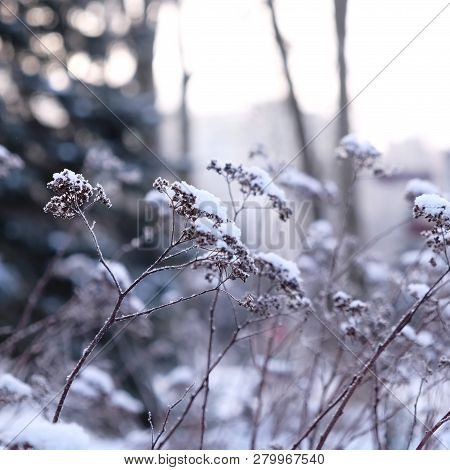 Monochrome Winter Landscape Photo For The Background Without Processing In Cold Colors And Bokeh Eff